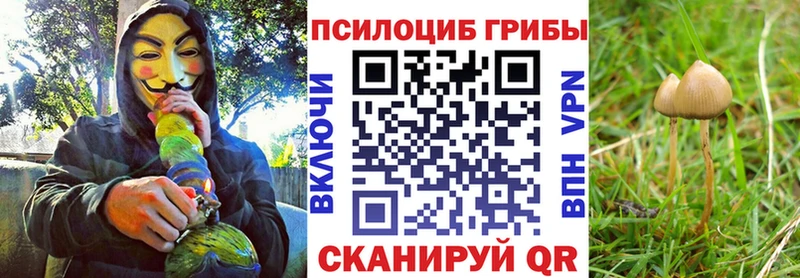 Галлюциногенные грибы Cubensis  блэк спрут ссылка  Снежногорск  купить закладку 